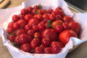 ernte tomaten selbst anbauen