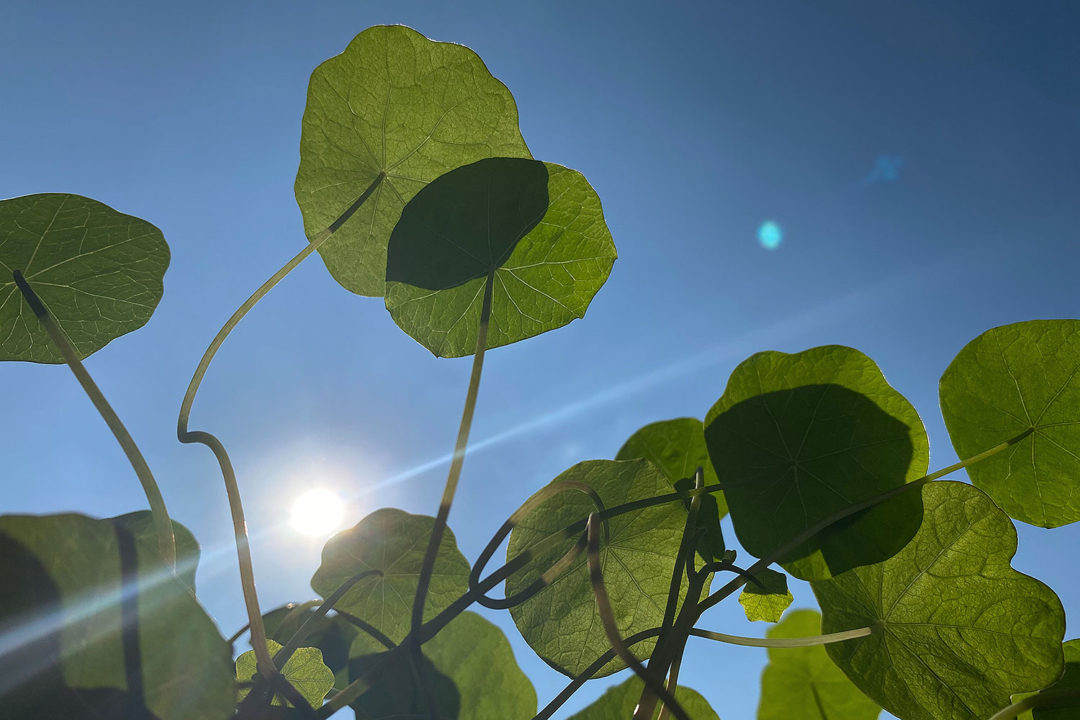 garten kapuzinerkresse gemüse anbau